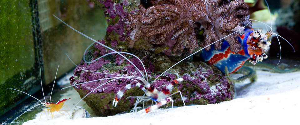 Our own development aquarium